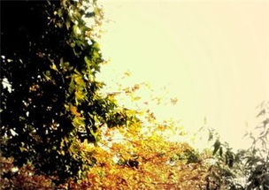 關(guān)于擁抱幸福的詩(shī)句