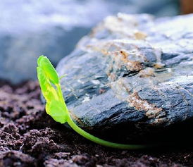 關(guān)于生命的感言詩句