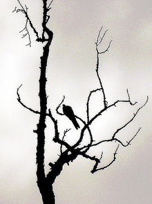 關于孤鴉的詩句