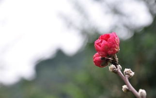 關于桃花的詩句圖畫