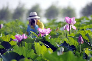 關(guān)于郯城采蓮湖的詩句