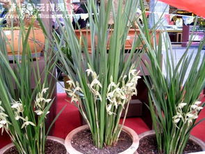 關(guān)于通海劍蘭的詩(shī)句