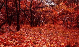 古詩,詩句,秋天,大全