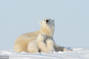 關(guān)于北極熊的詩(shī)句