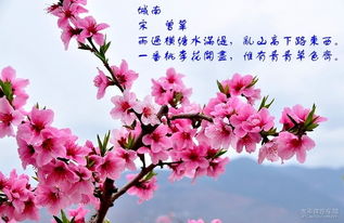關(guān)于桃花品質(zhì)的詩句