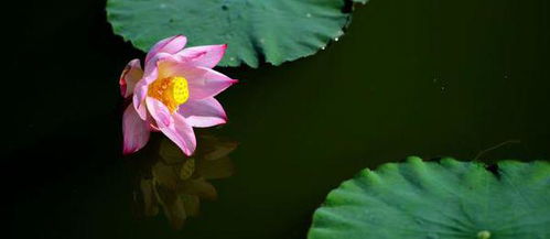 運用比喻手法的送別古詩句