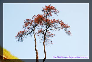 關(guān)于紅纓樹(shù)的詩(shī)句有哪些