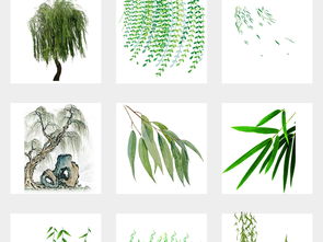 柳條,詩句,夏天