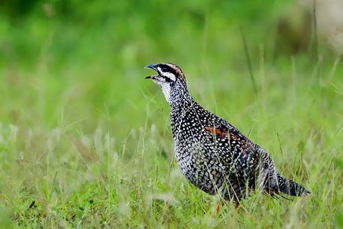 關(guān)于鷓鴣詩(shī)句