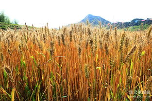 關于麥收的詩句