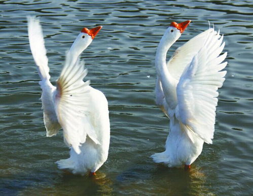 關(guān)于鵝詩(shī)句