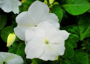 鳳仙花的古詩(shī)句