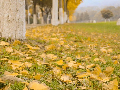 落葉的古詩句,描寫落葉的古詩句,關于秋天落葉的古詩句