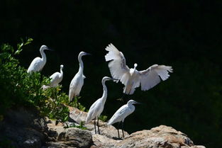 一行白鷺上青天是哪首古詩句