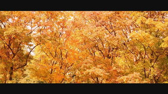 有關(guān)秋字的古詩(shī)句