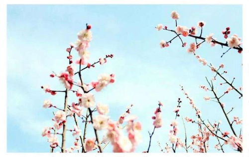 古詩75首中描寫春天的詩句