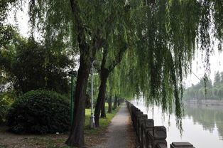 含有楊字同音的古詩(shī)句