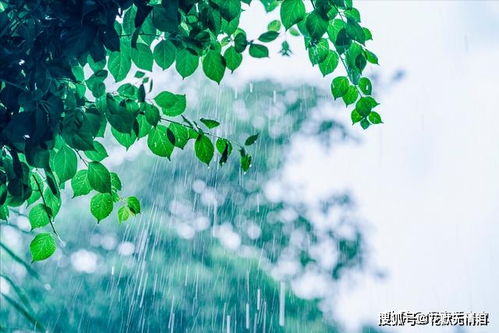 找一首關(guān)于雨的搞笑的詩句