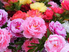 牡丹春天詩(shī)句古詩(shī)