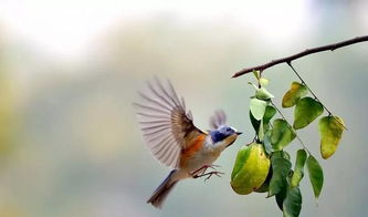 關(guān)于春鳥詩句有哪些