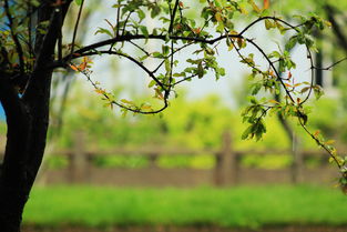 關(guān)于春雨和竹林的詩(shī)句