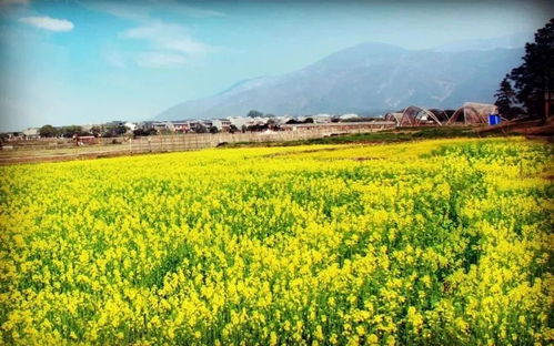 破土而出,詩句,種子,希望