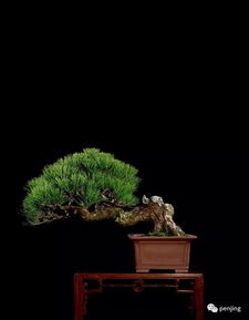 松樹(shù)代表長(zhǎng)壽嗎,為什么松樹(shù)代表長(zhǎng)壽,比喻松樹(shù)長(zhǎng)壽詩(shī)句