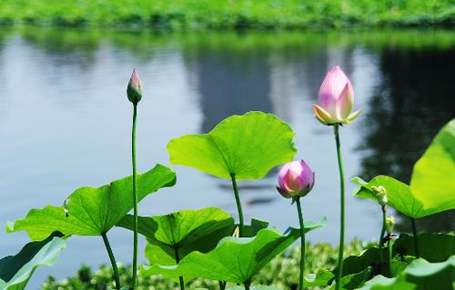 有關(guān)贊美月亮的詩(shī)句古詩(shī)