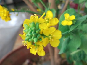 關(guān)于贊美白菜的詩句春風(fēng)