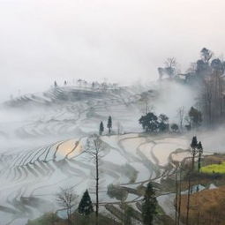 關(guān)于霧的現(xiàn)代詩句