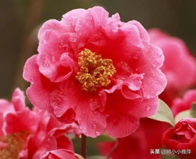 有關(guān)山茶的詩句古詩