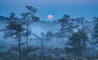 關(guān)于生命延續(xù)的詩句,關(guān)于傳承延續(xù)的詩句,形容美好的詩句