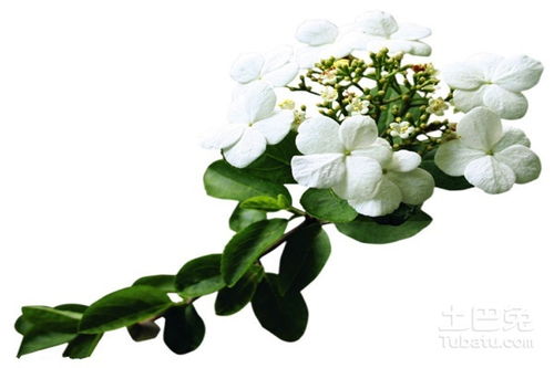 關(guān)于瓊花愛情的詩(shī)句