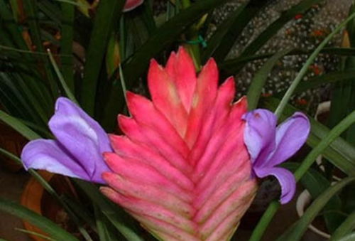 關于鐵蘭開花的詩句