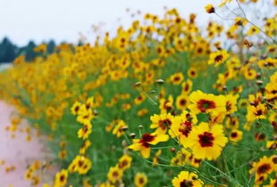 桃樹,詩句,賈平