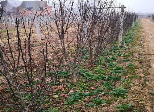 關(guān)于田間小路的詩(shī)句