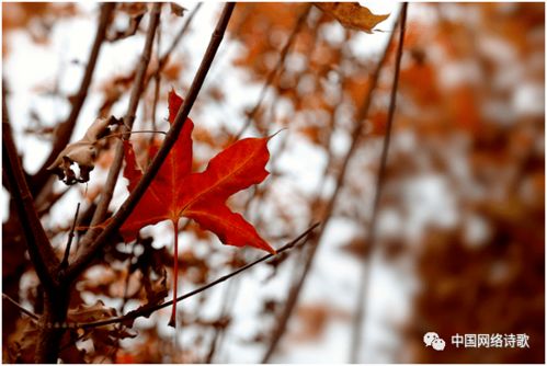 寫關(guān)于秋葉的詩句古詩詞