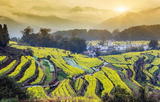 婺源,油菜花,詩句,描繪