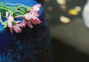 五個(gè)字關(guān)于愛(ài)情的詩(shī)句