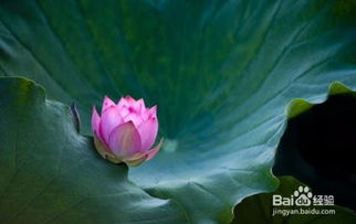 荷花的形容詞古詩句