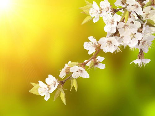 關(guān)于春天景色的詩句加譯文盎然