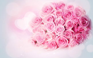 幼兒關(guān)于玫瑰的詩句