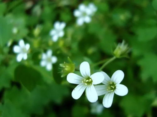 關(guān)于flower的詩(shī)句