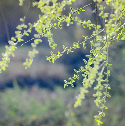 關(guān)于逆境的古詩(shī)句