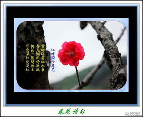關(guān)于春花的的詩(shī)句古詩(shī)