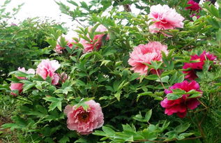 關(guān)于牡丹的詩句牡丹花下死