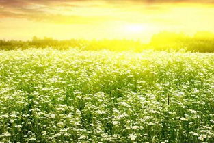 關于草綠的詩句古詩