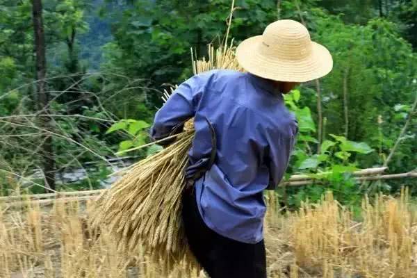 關(guān)于農(nóng)民的詩(shī)句十句