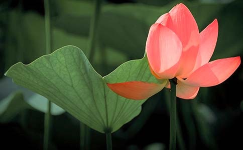 一級(jí)到三級(jí)關(guān)于荷花的詩句