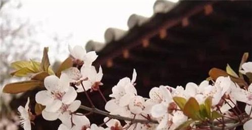 關(guān)于繁華長安的詩句